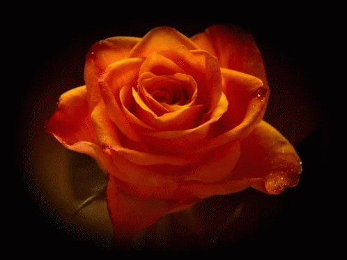 Red Rose Rose bloominggif,rose,red GIF